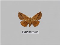 藏品(尺蛾293)的圖片